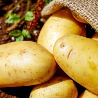 Potato