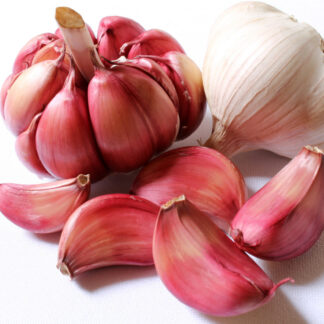 Garlic